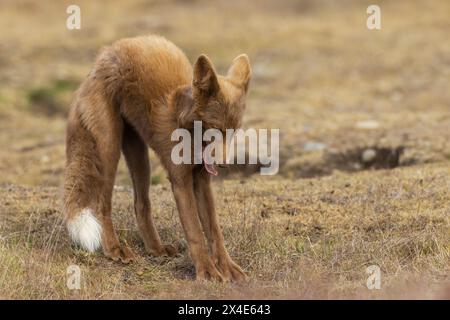 Young red fox stretching (Bronze Color Phase) Stock Photo