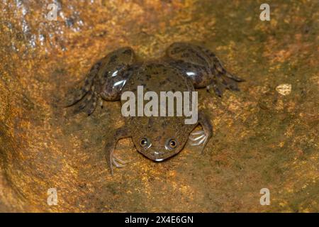 A cute Common Platanna, also known as the African Clawed Frog (Xenopus laevis) Stock Photo