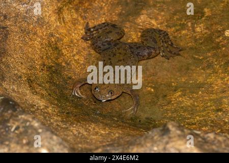 A cute Common Platanna, also known as the African Clawed Frog (Xenopus laevis) Stock Photo