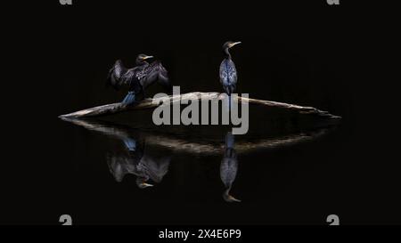 minimalistic picture of two great cormorants (Phalacrocorax carbo) on a dark lake with their reflection on water, black background, copy space Stock Photo