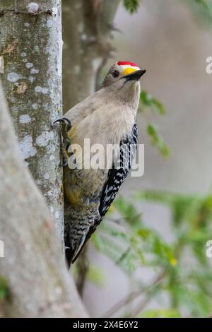 USA, South Texas. Laguna Seca, golden-fronted woodpecker Stock Photo