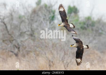 USA, South Texas. Laguna Seca, crested caracara pair Stock Photo