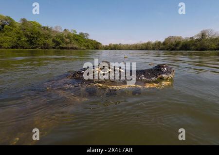 Close-up of a yacare caiman, Caiman yacare, in the Rio Claro, Pantanal, Mato Grosso, Brazil Stock Photo