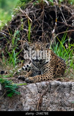 A jaguar, Panthera onca, resting. Pantanal, Mato Grosso, Brazil Stock Photo