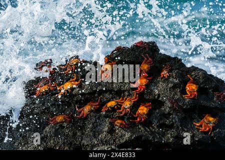 Sally lightfoot crabs, Grapsus grapsus, on a rock with waves splashing. North Seymour Island, Galapagos, Ecuador Stock Photo