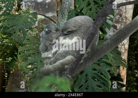 Peru, Amazon. Mother and baby two-toed sloth in tree. Stock Photo