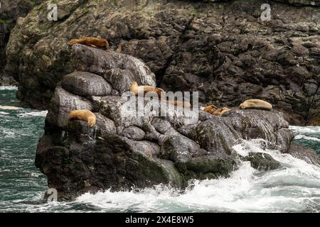 USA, Alaska, Kenai Fjords National Park. Near-threatened Steller sea lions sleep on rock outcrop. Stock Photo