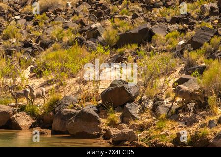 USA, Arizona, Grand Canyon National Park. Desert bighorn sheep at edge of Colorado River. Stock Photo