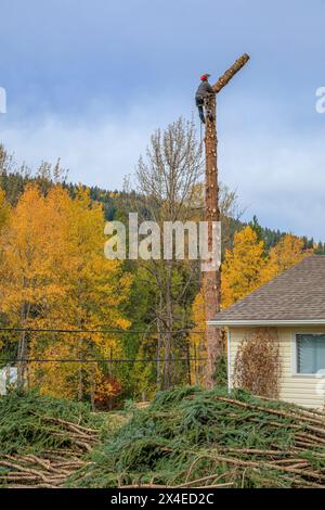 An arborist ascends a tree next to a house and power lines to safely cut it down in blocks Stock Photo