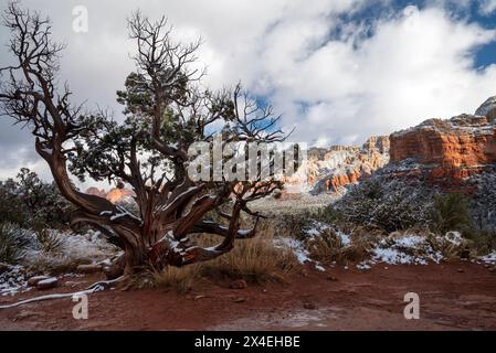 USA, Arizona, Sedona. Dusting of snow on Juniper tree and Red Rocks Stock Photo