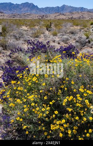 USA, California. Blooming wildflowers in Mojave Trails National Monument. Stock Photo