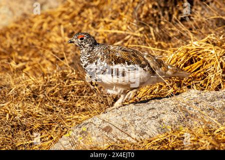 USA, Colorado, Mt. Evans. White-tailed ptarmigan bird changing plumage. Stock Photo