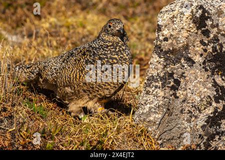 USA, Colorado, Mt. Evans. White-tailed ptarmigan bird with green band on leg. Stock Photo