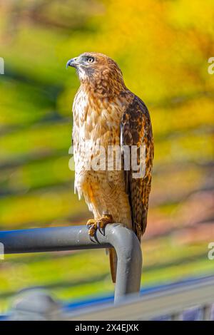 USA, Colorado, Fort Collins. Close-up of red-tailed hawk on pipe. Stock Photo