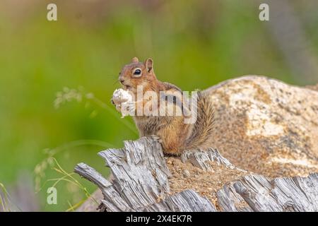 USA, Colorado, Cameron Pass. Golden-mantled ground squirrel eating. Stock Photo
