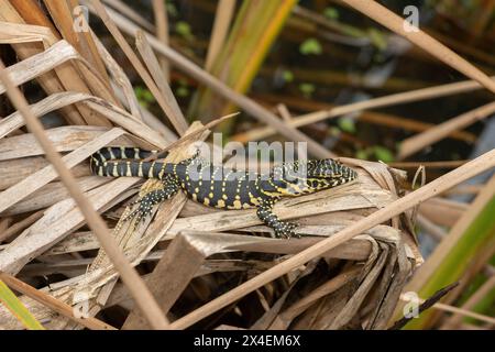 A cute Nile monitor hatchling, also known as a water monitor (Varanus niloticus), basking in the sun near water Stock Photo
