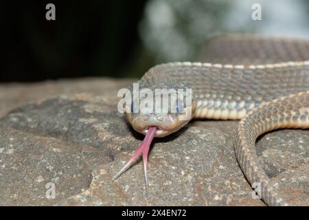A wild Cape file snake (Limaformosa capensis), also known as the common file snake, curled up on a rock during a late summer's afternoon Stock Photo