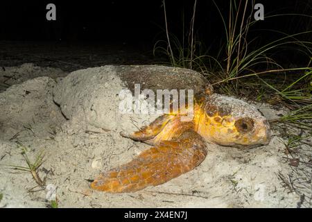 A loggerhead sea turtle finishes burying its nest after laying eggs on a Florida beach. Stock Photo