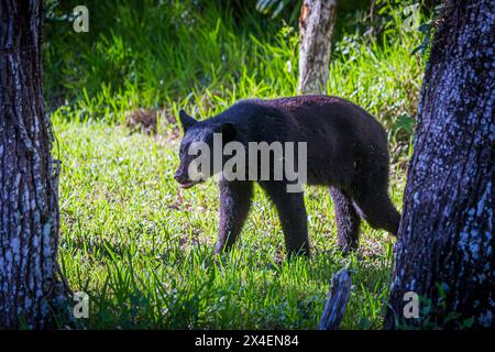 A young Florida black bear wanders through the woods in south Florida. Stock Photo