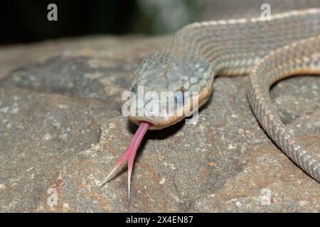 A wild Cape file snake (Limaformosa capensis), also known as the common file snake, curled up on a rock during a late summer's afternoon Stock Photo