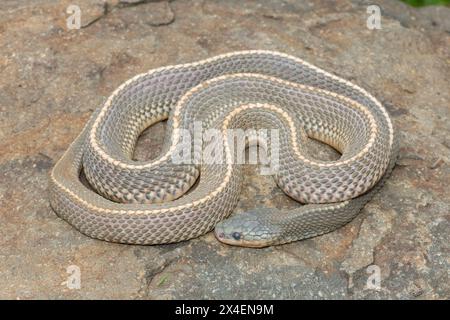 A wild Cape file snake (Limaformosa capensis), also known as the common file snake, curled up on a rock during a late summer's afternoon Stock Photo