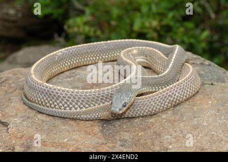 A wild Cape file snake (Limaformosa capensis), also known as the common file snake, curled up on a rock during a late summer's afternoon Stock Photo