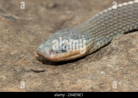 A wild Cape file snake (Limaformosa capensis), also known as the common file snake, curled up on a rock during a late summer's afternoon Stock Photo