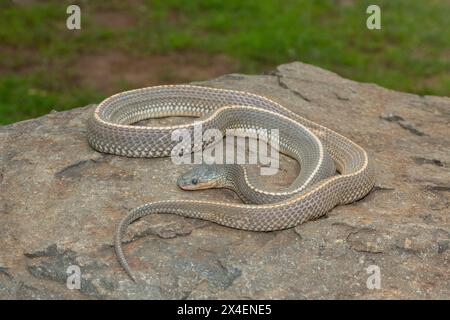 A wild Cape file snake (Limaformosa capensis), also known as the common file snake, curled up on a rock during a late summer's afternoon Stock Photo