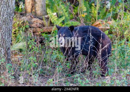 A Florida black bear stares. Stock Photo