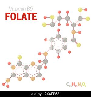 Folate or Vitamin B9 Molecule Structure Formula Illustration Stock Vector