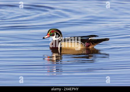 Wood Duck male in wetland, Marion County, Illinois. Stock Photo