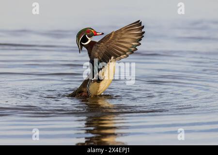 Wood Duck male in wetland flapping wings, Marion County, Illinois. Stock Photo