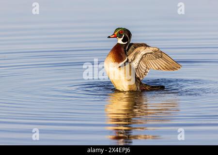 Wood Duck male in wetland flapping wings, Marion County, Illinois. Stock Photo