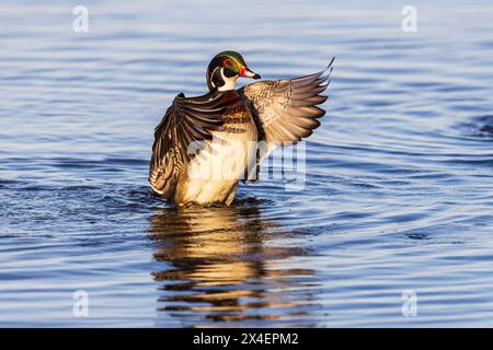 Wood Duck male in wetland flapping wings, Marion County, Illinois. Stock Photo