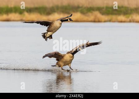 Canada Geese landing in wetland, Marion County, Illinois. Stock Photo