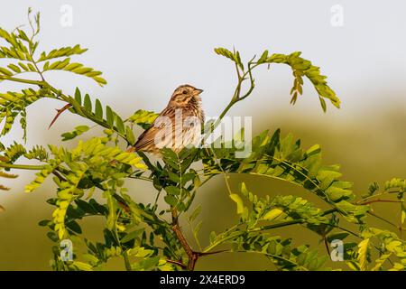 Song Sparrow, Marion County, Illinois. Stock Photo