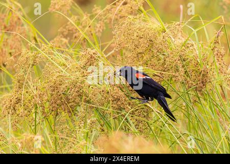 Red-winged Blackbird male on sedges at wetland, Marion County, Illinois. Stock Photo