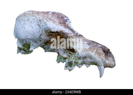 Skull of a predatory animal isolate on white close-up. Stock Photo