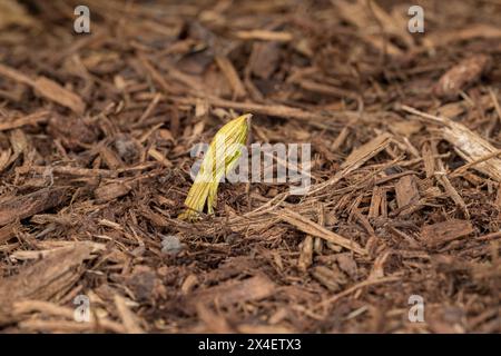 Silver Maple tree helicopter seed stuck in mulch of flowerbed. Lawncare, gardening and tree concept. Stock Photo
