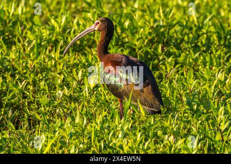 USA, Louisiana, Evangeline Parish. White-faced ibis in vegetation. Stock Photo