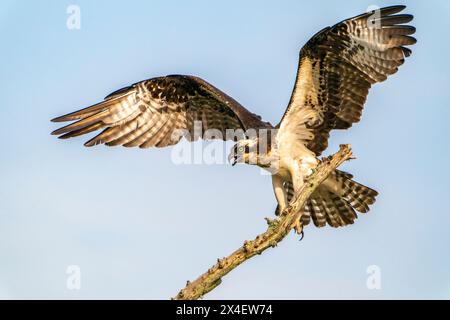 USA, Louisiana, Atchafalaya Basin, Atchafalaya Swamp. Osprey landing on limb. Stock Photo