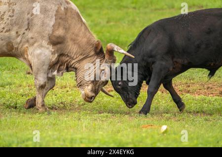 USA, Oklahoma, Wichita Mountains National wildlife Refuge. Longhorn cattle fighting. Stock Photo