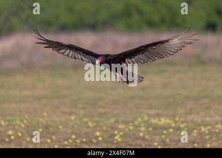 Turkey vulture in flight, wings spread, Rio Grande Valley, Texas Stock Photo