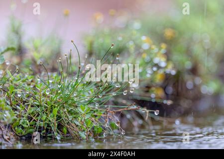 Raindrops on grass, Rio Grande Valley, Texas Stock Photo