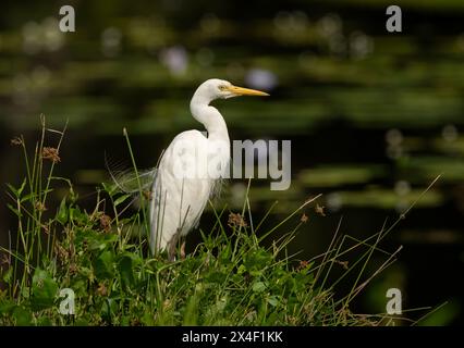 Eastern Great Egret (Ardea modesta ) is a rather graceful and elegant looking bird. To a fish or a frog, it is a fearsome predator. Stock Photo