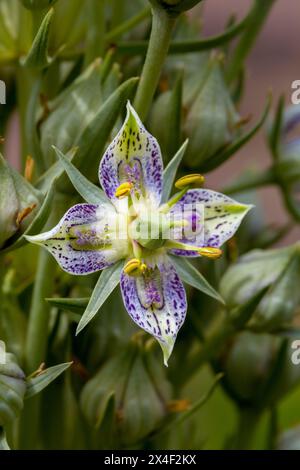 Green gentian wildflowers in Fish Lake National Forest. Stock Photo