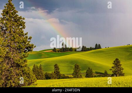 USA, Washington State, Palouse, Colfax. Green fields of wheat. Pine trees. Rainbow. Stock Photo