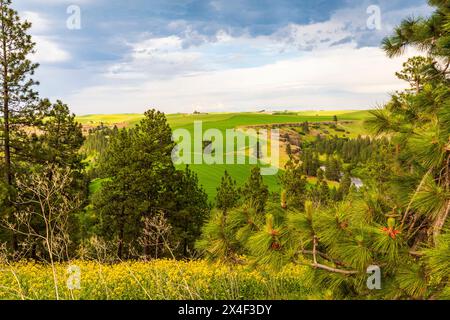 USA, Washington State, Palouse, Colfax. Green fields of wheat. Pine trees. Stock Photo