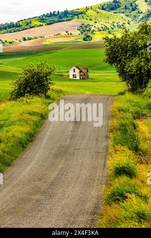 USA, Washington State, Palouse. Pullman. Green wheat fields with deserted white farmhouse. Stock Photo