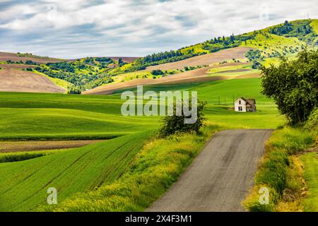 USA, Washington State, Palouse. Pullman. Green wheat fields with deserted white farmhouse. Stock Photo